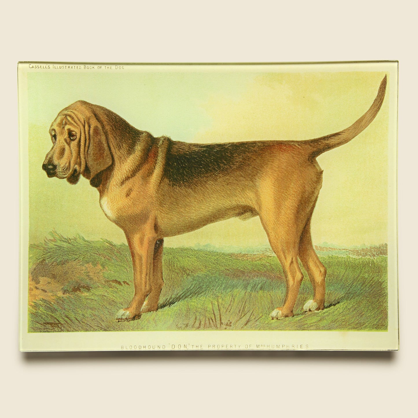 Bloodhound Tray